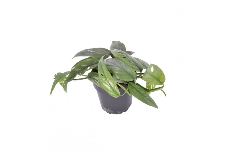 Epipremnum pinnatum cebu blue Epipremnum Cebu Blue 2 pp 