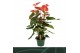 Anthurium andr. tremendo Anthurium Tremendo 14cm 5 bl. 