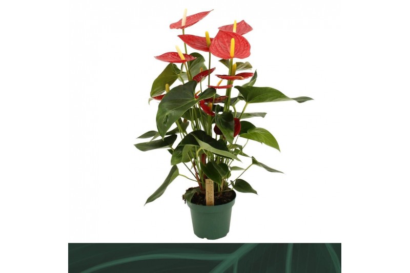 Anthurium andr. tremendo Anthurium Tremendo 14cm 5 bl. 
