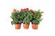 Hibiscus 1 tak/plnt 