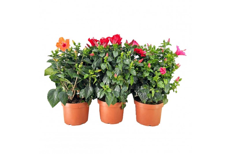 Hibiscus 1 tak/plnt 