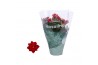 Kalanchoe rosalina don justino