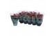 Kalanchoe rosalina don justino 