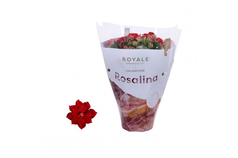 Kalanchoe rosalina rood royale 