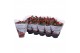Kalanchoe rosalina rood royale 