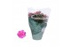 Kalanchoe rosalina roze 