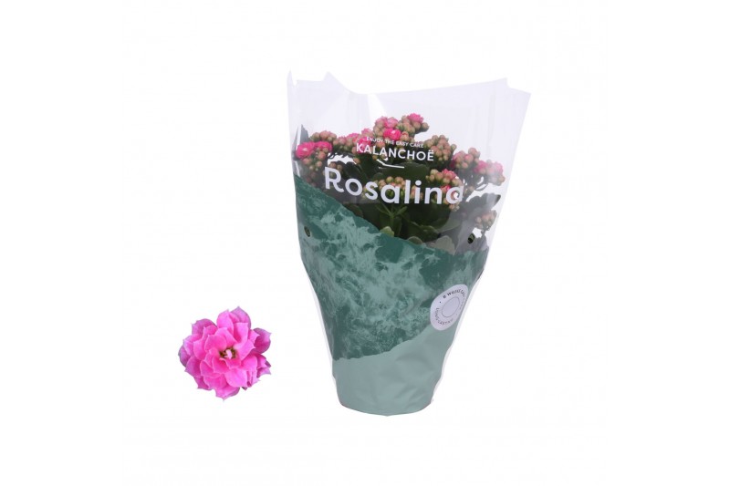 Kalanchoe rosalina roze 