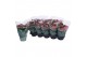 Kalanchoe rosalina roze 