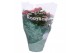 Kalanchoe rosalina roze 