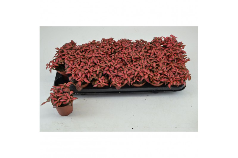 Fittonia forest flame 