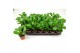 Peperomia green lemon 