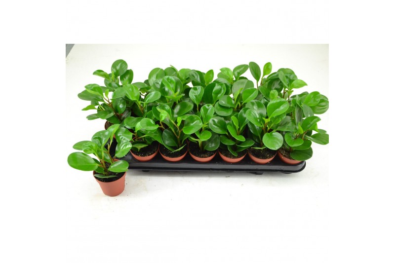 Peperomia green lemon 