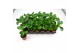 Peperomia clusiifolia red margin 