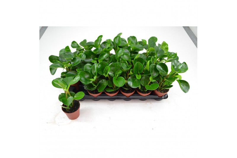Peperomia clusiifolia red margin 