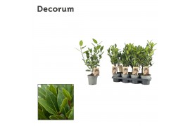 Laurus nobilis Struik (stek)