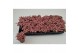 Fittonia mosaic pink forest flame 