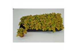 Fittonia mosaic skeleton