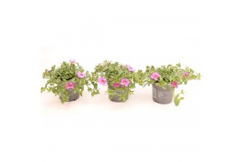 Calibrachoa minifamous pink Calibrachoa MiniFamous® Uno Pink