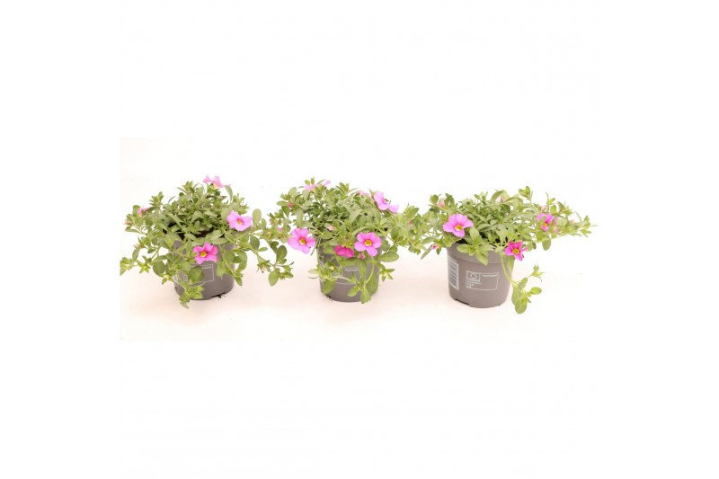 Calibrachoa minifamous pink Calibrachoa MiniFamous® Uno Pink 