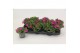 Calibrachoa minifamous pink Calibrachoa MiniFamous® Uno Pink 