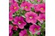 Calibrachoa minifamous pink Calibrachoa MiniFamous® Uno Pink 