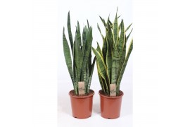 Sansevieria trifasciata mix