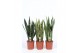 Sansevieria trifasciata mix 