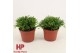 Overig cactus Hatiora overig Hatiora 