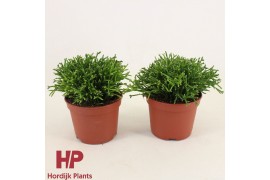 Overig cactus Hatiora overig Hatiora