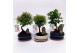 Bonsai mix Landscape 