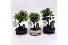 Bonsai mix Landscape