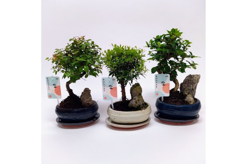 Bonsai mix Landscape 