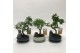 Bonsai mix Landscape 