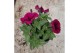 Petunia blue surfinia Petunia Surfinia Blue 