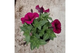Petunia blue surfinia Petunia Surfinia Blue