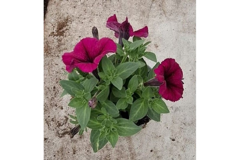 Petunia blue surfinia Petunia Surfinia Blue Petunia blue surfinia Petunia Surfinia Blue