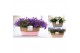 Campanula mix pure field basket 