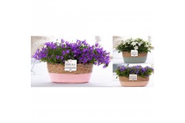 Campanula mix pure field basket