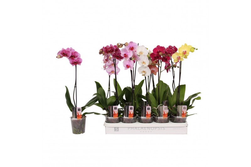 Phalaenopsis mix 5 kleuren 1 tak - 9+ bloemen vertakt 