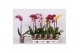 Phalaenopsis mix 5 kleuren 1 tak - 9+ bloemen vertakt 