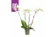 Phalaenopsis wit BO - Queen - 4 tak, 21+ bloem 