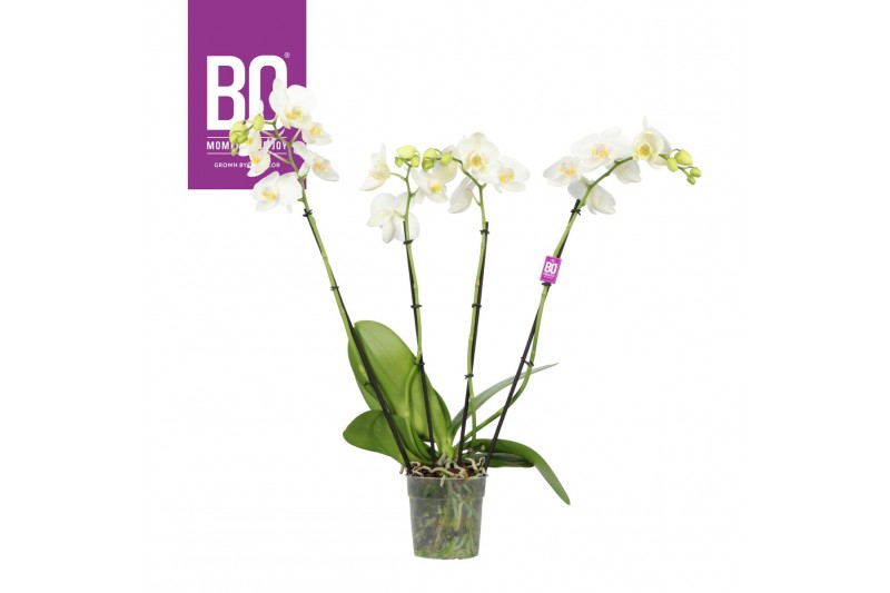 Phalaenopsis wit BO - Queen - 4 tak, 21+ bloem 