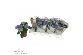 Hydrangea curly wurly Blauw 3-5 Bloem