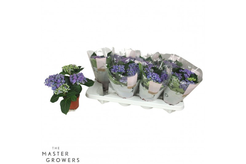 Hydrangea curly wurly Blauw 3-5 Bloem 