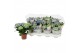 Hydrangea curly wurly Blauw 3-5 Bloem 