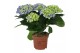 Hydrangea curly wurly Blauw 3-5 Bloem 