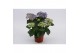 Hydrangea curly wurly Blauw 3-5 Bloem 