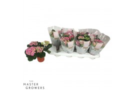 Hydrangea curly wurly Roze 3-5 Bloem