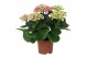 Hydrangea curly wurly Roze 3-5 Bloem 