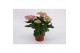 Hydrangea curly wurly Roze 3-5 Bloem 